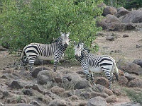 Mud Maps Africa Namibia 0469.JPG